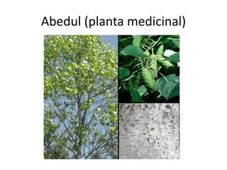 Abedul (planta medicinal)
 
