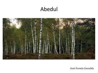 Abedul
José Fermín Garralda
 