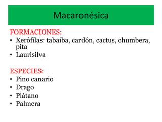 Macaronésica
FORMACIONES:
• Xerófilas: tabaiba, cardón, cactus, chumbera,
pita
• Laurisilva
ESPECIES:
• Pino canario
• Drago
• Plátano
• Palmera
 