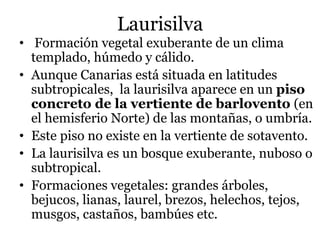 Laurisilva
• Formación vegetal exuberante de un clima
templado, húmedo y cálido.
• Aunque Canarias está situada en latitudes
subtropicales, la laurisilva aparece en un piso
concreto de la vertiente de barlovento (en
el hemisferio Norte) de las montañas, o umbría.
• Este piso no existe en la vertiente de sotavento.
• La laurisilva es un bosque exuberante, nuboso o
subtropical.
• Formaciones vegetales: grandes árboles,
bejucos, lianas, laurel, brezos, helechos, tejos,
musgos, castaños, bambúes etc.
 