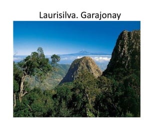 Laurisilva. Garajonay
 