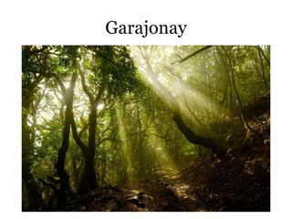 Garajonay
 