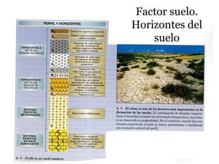 Factor suelo.
Horizontes del
suelo
 