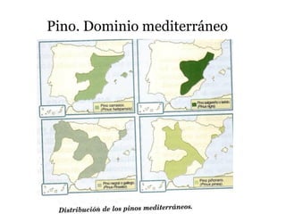 Pino. Dominio mediterráneo
 