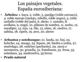 Los paisajes vegetales.
España eurosiberiana:
• Árboles: 1. haya, 2. roble, 3. quejigo (roble carrasco),
4. roble marojo (melojo, rebollo, roble negro), 5. roble
carballo (roble del país), 6. abeto, 7. castaño, 8.
avellano, 9. nogal, 10. plátano de sombra, 11. acebo, 12.
eucalipto, 13. tejo, 14. tilo, 15. olmo, 16. enebro, 17.
sabina, 18. ciprés, 19. arce, 20. alerce
• Arbustos y sotobosque: 21. landa, 22. boj, 23.
helecho, 24. musgo, 25. líquen, 26. hiedra o yedra, 27.
muérdago, 28. endrino (pacharán), 29. zarza o
zarzamora, 30. grosella, 31. frambuesa, 32. fresa, 33.
arándano, 34. madreselva, 35 brezo.
• Prado natural
 