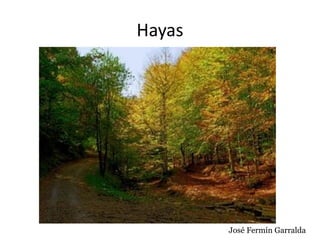 Hayas
José Fermín Garralda
 