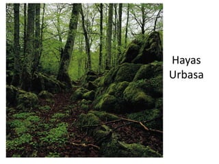 Hayas
Urbasa
 