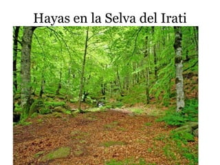 Hayas en la Selva del Irati
 