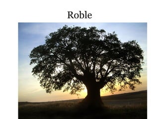 Roble
 