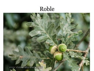 Roble
 
