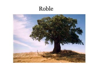Roble
 