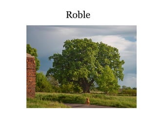 Roble
 
