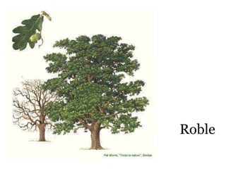 Roble
 