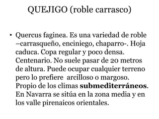 QUEJIGO (roble carrasco)
• Quercus faginea. Es una variedad de roble
–carrasqueño, enciniego, chaparro-. Hoja
caduca. Copa regular y poco densa.
Centenario. No suele pasar de 20 metros
de altura. Puede ocupar cualquier terreno
pero lo prefiere arcilloso o margoso.
Propio de los climas submediterráneos.
En Navarra se sitúa en la zona media y en
los valle pirenaicos orientales.
 