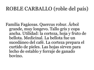 ROBLE CARBALLO (roble del país)
Familia Fagáceas. Quercus robur. Árbol
grande, muy longevo. Tallo gris y copa
ancha. Utilidad: la corteza, hoja y fruto de
bellota. Medicinal. La bellota fue un
sucedáneo del café. La corteza prepara el
curtido de pieles. Las hojas sirven para
lecho de establo y forraje de ganado
bovino.
 