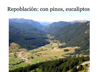 Repoblación: con pinos, eucaliptos
 
