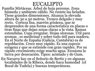 EUCALIPTO
Familia Mirtáceas. Árbol de hoja perenne. Zona
húmeda y ambiente cálido. No resiste las heladas.
Tiene grandes dimensiones. Alcanza la elevada
altura de 30 a 50 metros. Tronco delgado y muy
recto. Corteza lisa, marrón grisácea, que se
desprenden de una forma característica en placas o
tiras finas que dejan zonas claras a la vista. Ramas
extendidas. Copa irregular. Hojas olorosas. Útil para
aromas , es medicinal y sobre todo útil para madera.
En el Norte de España (Galicia, Cantabria) es de
repoblación. Crece muy rápido. Es una especie
exógena y que se extiende con gran rapidez. Por su
rápido crecimiento exige mucho agua. Erosiona la
tierra por desecación. Tipos: acintado y de Gum.
En Navarra hay en el Señorío de Bertiz y en algunas
localidades de la Ribera, donde haya humedad (el
Bocal de Tudela) y buenas temperaturas.
 