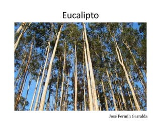 Eucalipto
José Fermín Garralda
 