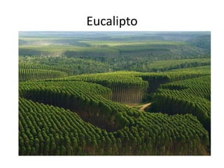 Eucalipto
 