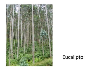 Eucalipto
 