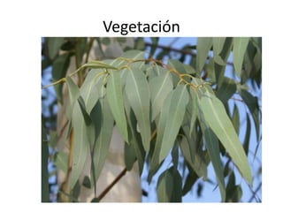 Vegetación
 
