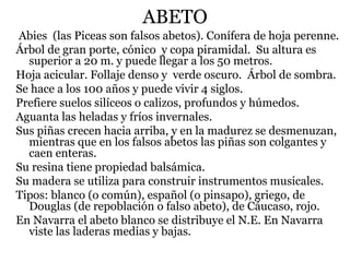 ABETO
Abies (las Piceas son falsos abetos). Conífera de hoja perenne.
Árbol de gran porte, cónico y copa piramidal. Su altura es
superior a 20 m. y puede llegar a los 50 metros.
Hoja acicular. Follaje denso y verde oscuro. Árbol de sombra.
Se hace a los 100 años y puede vivir 4 siglos.
Prefiere suelos silíceos o calizos, profundos y húmedos.
Aguanta las heladas y fríos invernales.
Sus piñas crecen hacia arriba, y en la madurez se desmenuzan,
mientras que en los falsos abetos las piñas son colgantes y
caen enteras.
Su resina tiene propiedad balsámica.
Su madera se utiliza para construir instrumentos musicales.
Tipos: blanco (o común), español (o pinsapo), griego, de
Douglas (de repoblación o falso abeto), de Cáucaso, rojo.
En Navarra el abeto blanco se distribuye el N.E. En Navarra
viste las laderas medias y bajas.
 