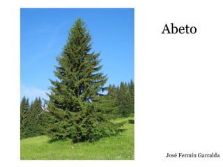 Abeto
José Fermín Garralda
 