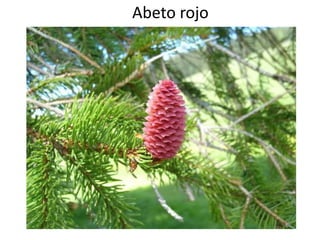 Abeto rojo
 