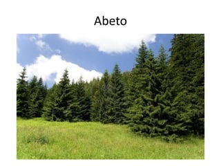 Abeto
 