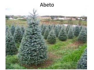 Abeto
 