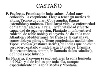 CASTAÑO
F. Fagáceas. Frondosa de hoja caduca. Árbol muy
conocido. Es corpulento. Llega a tener 30 metros de
altura. Tronco circular. Copa amplia. Ramas
extendidas y nudosas. Tiene larga vida. La enfermedad
de “la tinta” ataca a la raíz. . Gran vitalidad y fuerte
capacidad de regeneración. Plantado antaño entre el
robledal de roble noble y el hayedo. Se da en la zona
Atlántica y Mediterránea. Su fruto es la castaña ya
comestible ya pilonga. Tiene propiedades medicinales.
Tipos: común (castanea sativa), de Indias que no es un
verdadero castaño y mide hasta 25 metros (Familia
Hipocastanáceas, o también llamado de los caballos),
de Indias rojo híbrido.
En Navarra, el común se encuentra en la zona húmeda
del N.O. y el de Indias por toda ella, aunque
especialmente en la zona Media y Montaña.
 