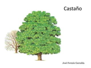 Castaño
José Fermín Garralda
 