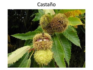 Castaño
 
