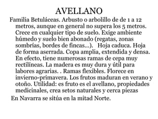 AVELLANO
Familia Betuláceas. Arbusto o arbolillo de de 1 a 12
metros, aunque en general no supera los 5 metros.
Crece en cualquier tipo de suelo. Exige ambiente
húmedo y suelo bien abonado (regatas, zonas
sombrías, bordes de fincas…). Hoja caduca. Hoja
de forma aserrada. Copa amplia, extendida y densa.
En efecto, tiene numerosas ramas de cepa muy
rectilíneas. La madera es muy dura y útil para
labores agrarias. . Ramas flexibles. Florece en
invierno-primavera. Los frutos maduran en verano y
otoño. Utilidad: es fruto es el avellano, propiedades
medicinales, crea setos naturales y cerca piezas
En Navarra se sitúa en la mitad Norte.
 