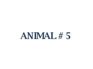 ANIMAL # 5 