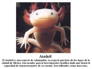 Axolotl El Axolotl es una especie de salamandra. La especie proviene de los lagos de la ciudad de México. Son usados para la investigación científica dado que tienen la capacidad de regenerar partes de su cuerpo. Son utilizados como mascotas. 