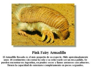 Pink Fairy Armadillo El Armadillo Rosado es el más pequeño de su especie. Mide aproximadamente unos 10 centímetros sin contar la cola y su color suele ser un rosa pálido. Se pueden encontrar en Argentina, en prados secos y llanos arenosos con arbustos. Tienen la capacidad de enterrarse completamente en pocos segundos. 