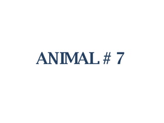 ANIMAL # 7 