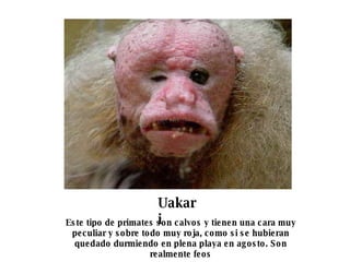 Uakari   Este tipo de primates son calvos y tienen una cara muy peculiar y sobre todo muy roja, como si se hubieran quedado durmiendo en plena playa en agosto. Son realmente feos 