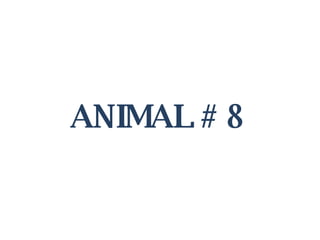 ANIMAL # 8 