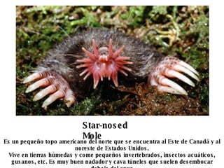Star-nosed Mole   Es un pequeño topo americano del norte que se encuentra al Este de Canadá y al noreste de Estados Unidos. Vive en tierras húmedas y come pequeños invertebrados, insectos acuáticos, gusanos, etc. Es muy buen nadador y cava túneles que suelen desembocar debajo del agua 