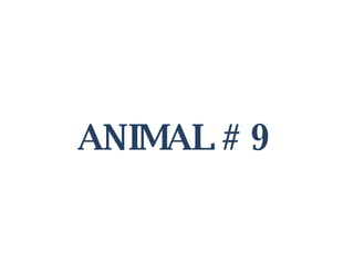 ANIMAL # 9 