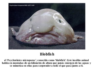 Blobfish el ‘Psychrolutes microporos’, conocido como ‘blobfish’. Este insólito animal habita en montañas de un kilómetro de altura que jamás emergen de las aguas y se mimetiza en ellas para sorprender a todo el que pasa junto a él. 