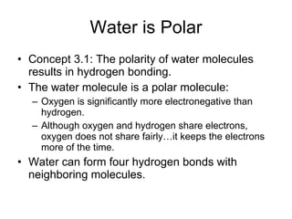 Water is Polar Concept 3.1: The polarity of water molecules results in hydrogen bonding. The water molecule is a polar molecule: Oxygen is significantly more electronegative than hydrogen. Although oxygen and hydrogen share electrons, oxygen does not share fairly…it keeps the electrons more of the time. Water can form four hydrogen bonds with neighboring molecules. 