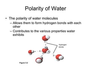 Polarity of Water The polarity of water molecules Allows them to form hydrogen bonds with each other Contributes to the various properties water exhibits Hydrogen bonds + + H H + +    –    –   –    – Figure 3.2 