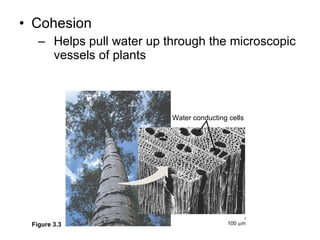 Cohesion Helps pull water up through the microscopic vessels of plants Water conducting cells 100  µ m Figure 3.3 