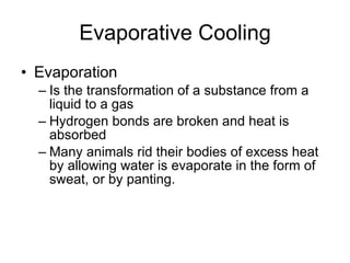 Evaporative Cooling Evaporation Is the transformation of a substance from a liquid to a gas Hydrogen bonds are broken and heat is absorbed Many animals rid their bodies of excess heat by allowing water is evaporate in the form of sweat, or by panting. 