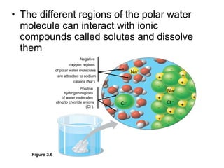 The different regions of the polar water molecule can interact with ionic compounds called solutes and dissolve them Negative  oxygen regions  of polar water molecules are attracted to sodium cations (Na + ). + + + + Cl  – – – – – Na + Positive  hydrogen regions  of water molecules  cling to chloride anions (Cl – ). + + + + – – – – – – Na + Cl – Figure 3.6 