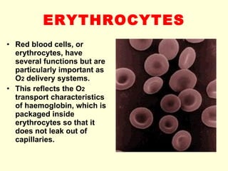 ERYTHROCYTES Red blood cells, or erythrocytes, have several functions but are particularly important as O 2  delivery systems. This reflects the O 2  transport characteristics of haemoglobin, which is packaged inside erythrocytes so that it does not leak out of capillaries. 