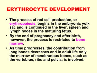 ERYTHROCYTE DEVELOPMENT The process of red cell production, or  erythropoiesis , begins in the embryonic yolk sac and is continued in the liver, spleen and lymph nodes in the maturing fetus. By the end of pregnancy and after birth, however, the process is restricted to  bone marrow . As time progresses, the contribution from long bones decreases and in adult life only the marrow of membranous bones, such as the vertebrae, ribs and pelvis, is involved. 